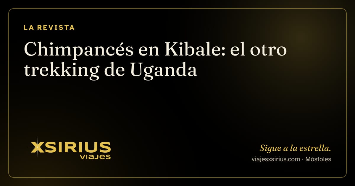 Chimpancés en Kibale: el otro trekking de Uganda