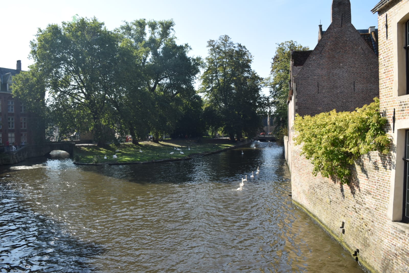 Los cisnes del canal, junto al Beaterio