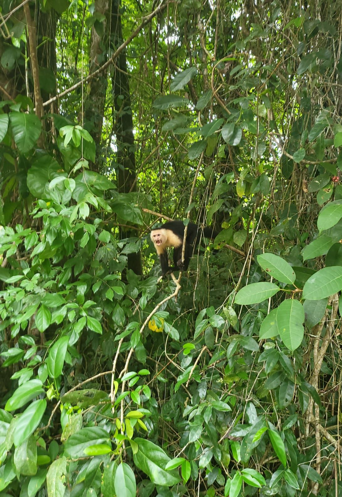 Capuchino en la selva