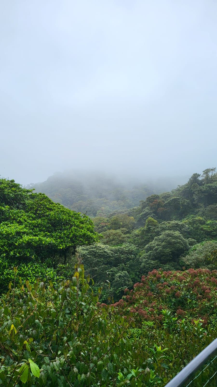 La niebla del bosque nuboso