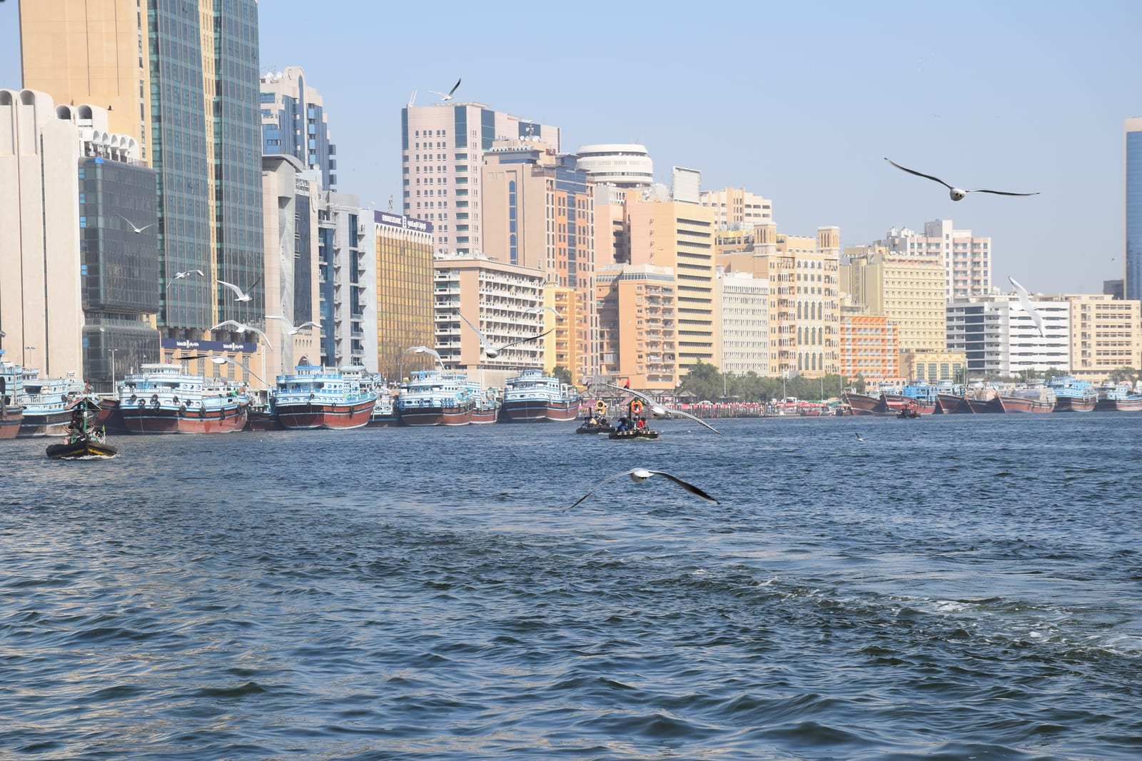 Gaviotas sobre el arroyo de Dubái