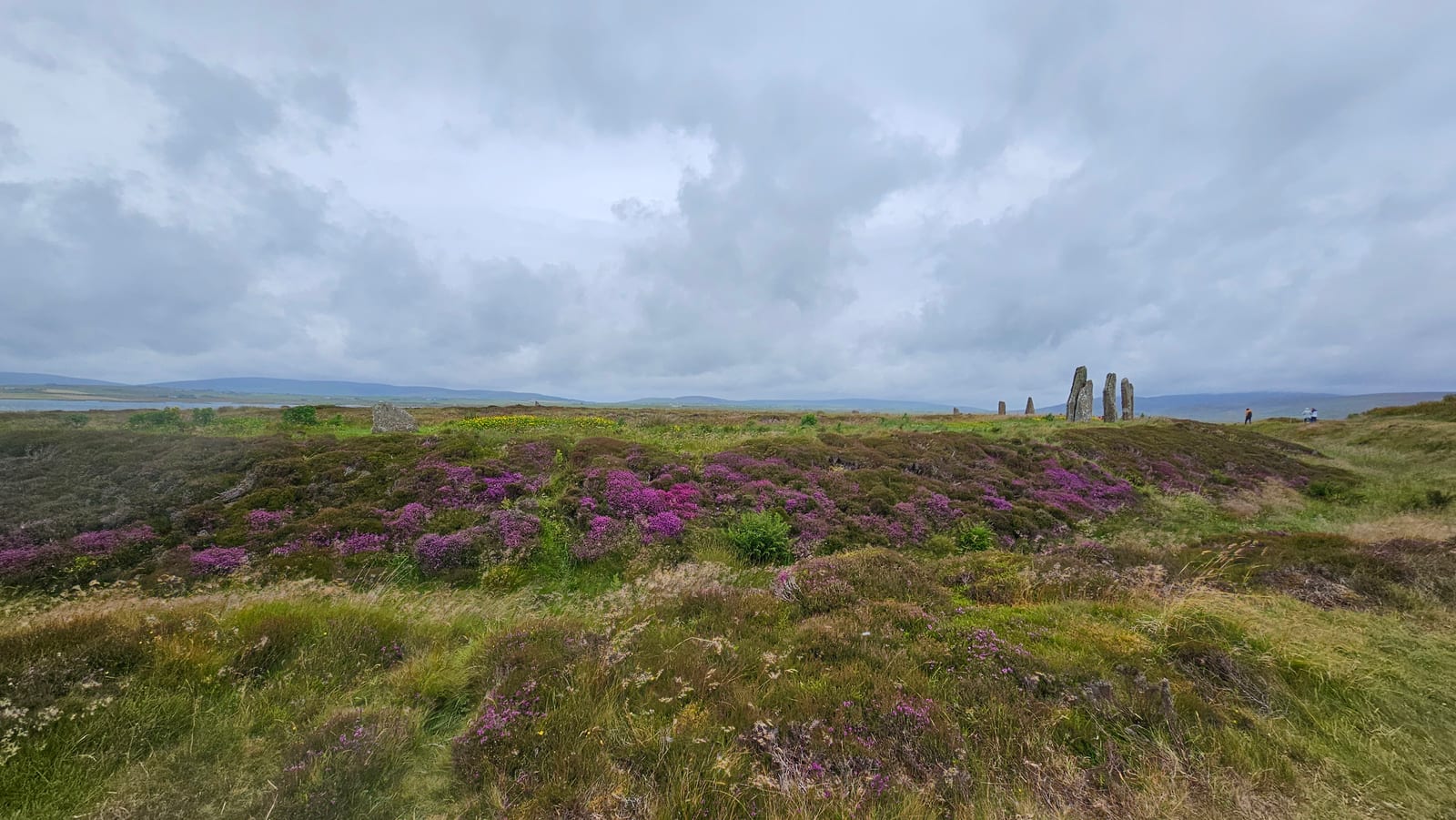 El Anillo de Brodgar entre brezo, en las Orcadas